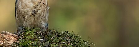 De vijftien echtparen staan samen met de burgemeester op deze groepsfoto. 