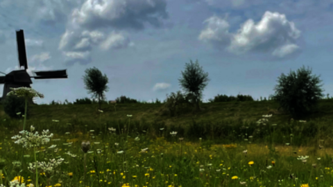 Weidelandschap met links een molen in de verte