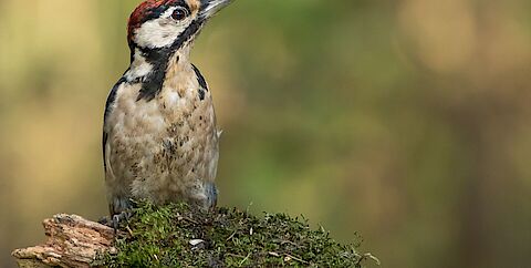 Esther Vooren van Bravilor Bonamat