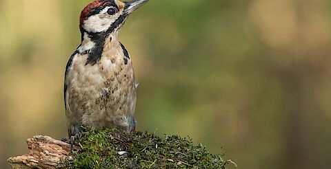 Foto van sportterein De Kabel