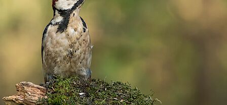 Een klaar-over in actie: hij houdt het verkeer tegen op straat door een stopbordje omhoog te houden