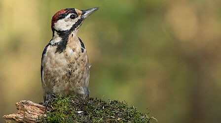 Djim Andriessen en de nieuwe Nissan Ariya. 