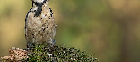 Wethouder Does plantte een kersenboom om het tienjarig bestaan van de schooltuin bij IKC de Helix te vieren.