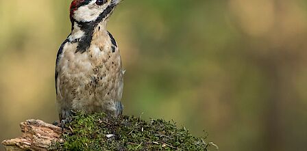 Portret van Diede Vendrig.