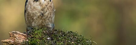 Alle jubilerende echtparen poseren met elkaar voor d eentree van restaurant de Burg. In hun midden de burgemeester en wethouder Rep.