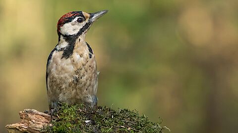 Foto van Sint Pancras