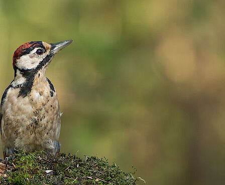 De drie nieuwe bestuursleden staan lachend op de foto, met van links naar rechts Siem, Marianne en Mia.