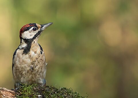 Foto: college van burgemeester en wethouders, gemeente Dijk en Waard