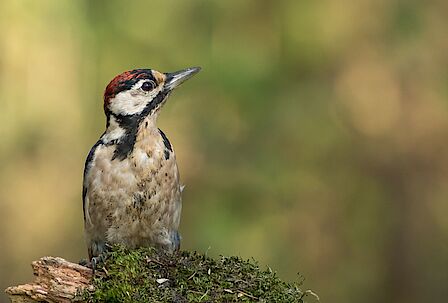 De Jeugdraad, met boven vlnr: Samar, Elif, Majbritt, Raihana. Onder: Vince, Arthur, Rosanne, Nynke.