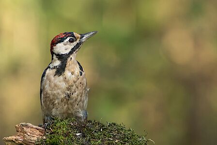 David Koenders geeft ene lezing op het podium voor een groep jonge toehoorders.