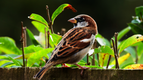 Drie mussen op een rijtje op een hekje in een tuin