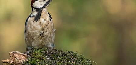 Vier klaar-overs van IKC De Schatkist staan met oranje jassen aan voor het schoolgebouw.
