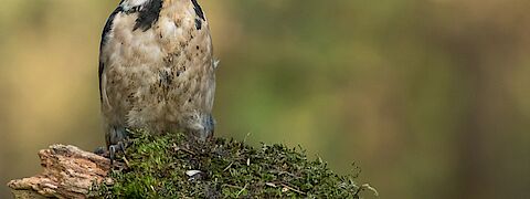 Foto van de Molenwijk