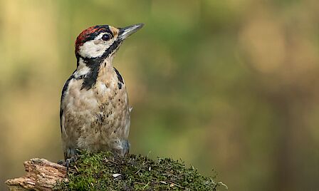 Grote groep vrijwilligers staat voor een huis op een trap