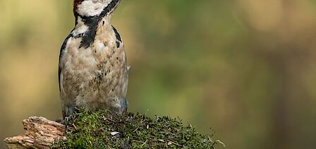 Robbert Jongkind (44) is is voorzitter van het bestuur van Stichting Bewonersinitiatieven Dijk en Waard.