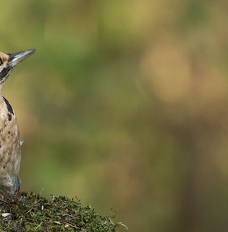 De nieuwbouw aan de Deimoslaan.