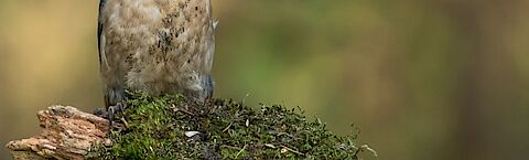 Foto van verkiezingen in Dijk en Waard
