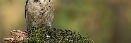 Foto van tegels die hergebruikt worden.