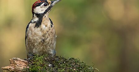 In beeld is het monument Rechthuis tijdens Monumentendag, waar de vlaggen feestelijk uithangen.