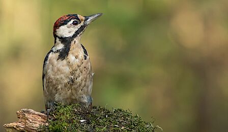 Een zwart-wit luchtfoto van de wijk Barnewiel in Oudkarspel na de verkaveling en nieuwbouw. Op de voorgrond staan traditionele huizen met puntdaken en tuinen. Een rechte weg loopt door de wijk, met huizen aan beide zijden. In de achtergrond is een waterplas met een klein eiland te zien, omringd door groen en open landschap. De foto toont de overgang van een landelijke omgeving naar een meer bebouwde woonwijk.