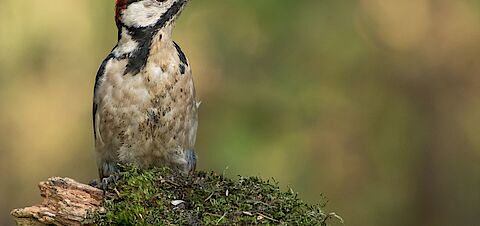 Digitale verbeelding van woning aan de Deimoslaan
