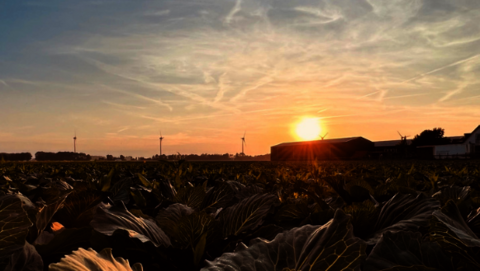 Afbeelding van een veld met kool in de gemeente Dijk en Waard. De zon gaat bijna onder