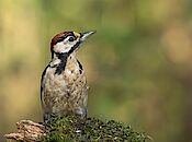 Foto: Fred Ruiten, wethouder gemeente Dijk en Waard