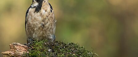 Luchtfoto van de Bomenbuurt Zuid-Scharwoude.